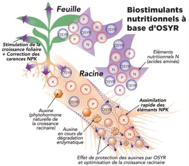 Mécanisme d’action d’un biostimulant nutritionnel à base d’OSYR
